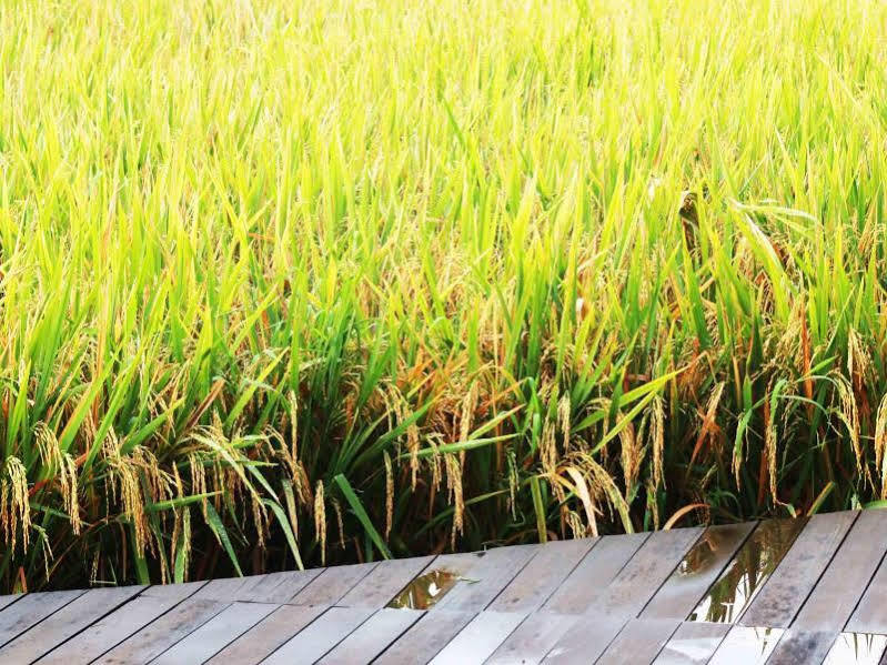 Bening Bungalow Ubud Exterior foto